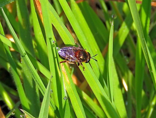 Bog Ant Fly