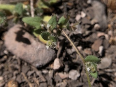 Plagiobothrys uncinatus