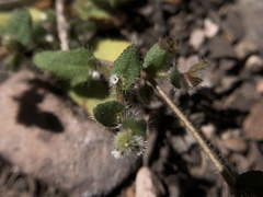 Plagiobothrys uncinatus