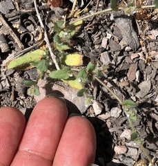 Plagiobothrys uncinatus