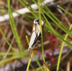 Crambus pascuella