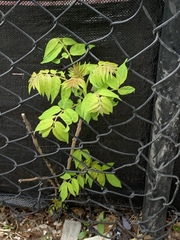 Ailanthus altissima