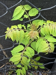 Ailanthus altissima