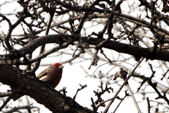 Haemorhous mexicanus