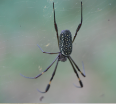 Trichonephila clavipes