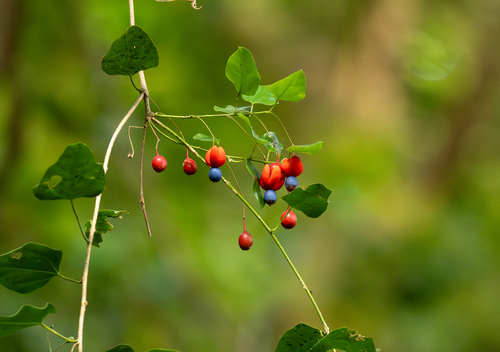 Erythropalum scandens observed 2024-04-28