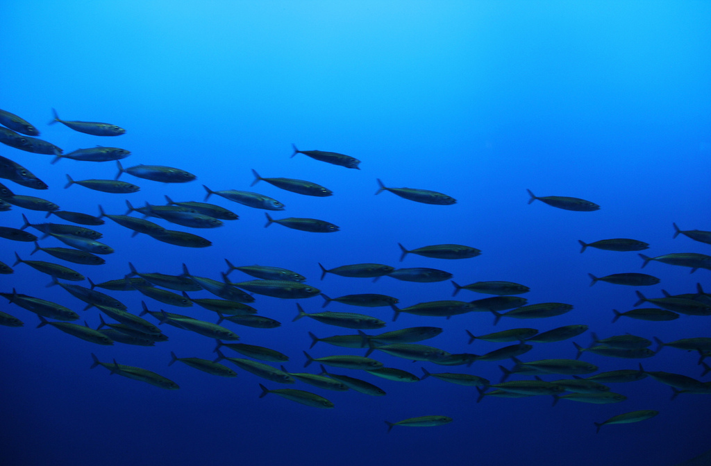 Pacific Chub Mackerel
