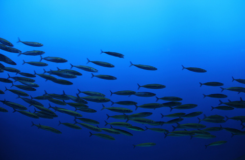 Pacific Chub Mackerel