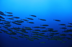 Spanish Mackerel photo 4