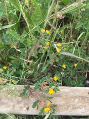 Acmispon wrangelianus