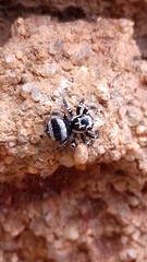 Corythalia argentinensis
