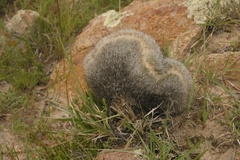 Echinofossulocactus ochoterenaus