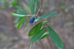 Forestiera phillyreoides