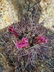 Sclerocactus polyancistrus