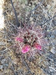 Sclerocactus polyancistrus