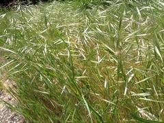 Bromus tectorum