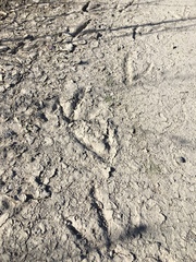 Charadrius vociferus