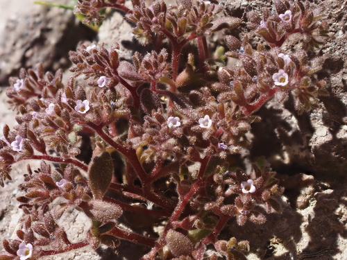 rock phacelia (Phacelia saxicola)