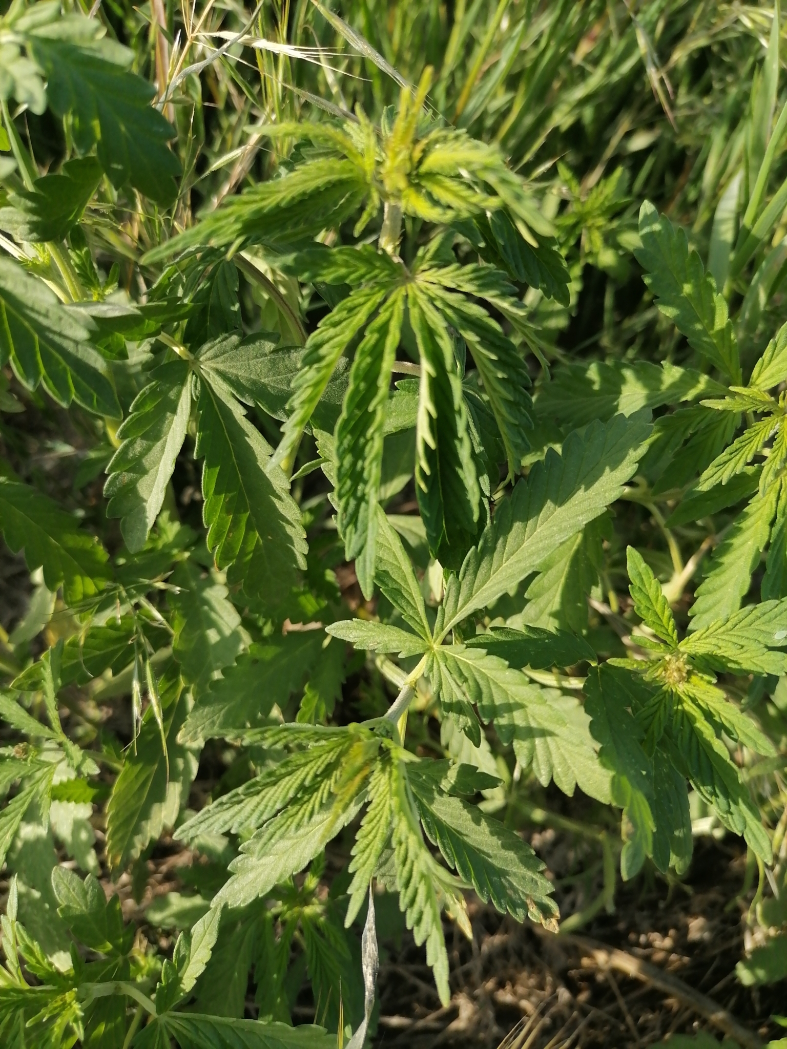 <em class="gbifHl">Cannabis sativa ruderalis</em>