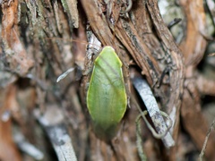 Panchlora nivea