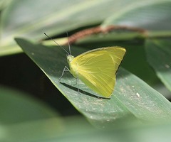 Saletara liberia distanti