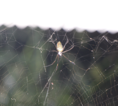Trichonephila clavipes
