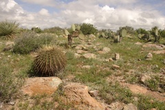 Ferocactus histrix