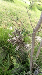 Tillandsia virescens