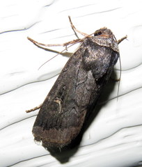 Proteuxoa restituta