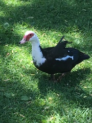 Cairina moschata domestica