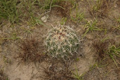 Coryphantha delicata