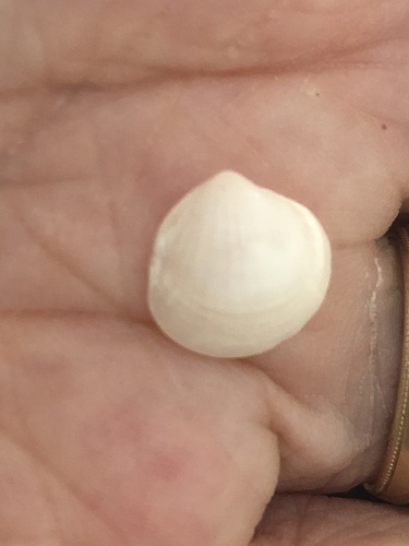 Clathrolucina costata observed 2024-05-11