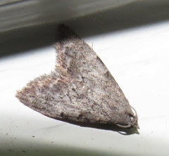 Nola pleurosema