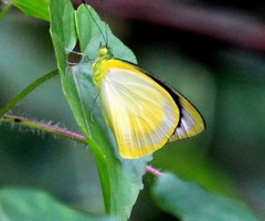 Saletara liberia distanti