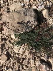 Lomatium concinnum