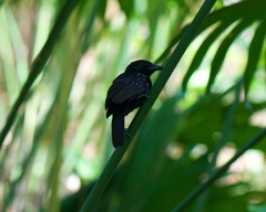 Thamnophilus bridgesi