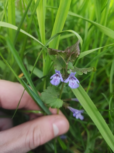 Šliaužiančioji tramažolė