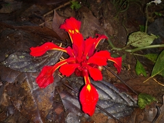 Etlingera coccinea