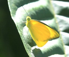 Saletara liberia distanti