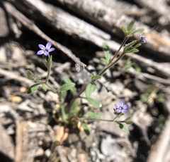 Allophyllum gilioides