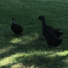 Anas platyrhynchos domesticus