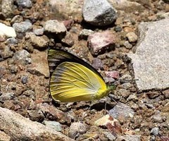 Saletara liberia distanti