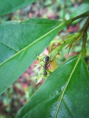 Dolichoderus attelaboides