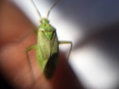 Closterotomus