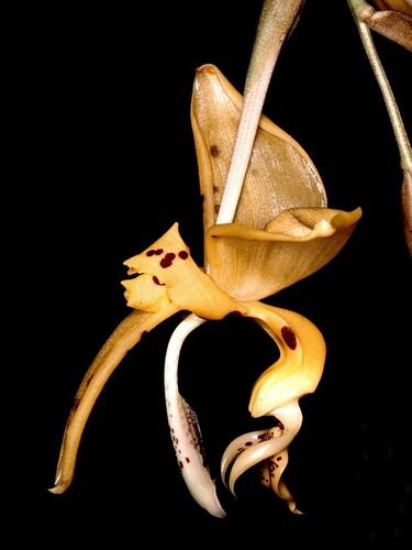 Jenisch's Stanhopea