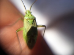 Closterotomus