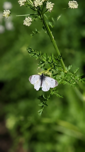 Anthocharis cardamines
