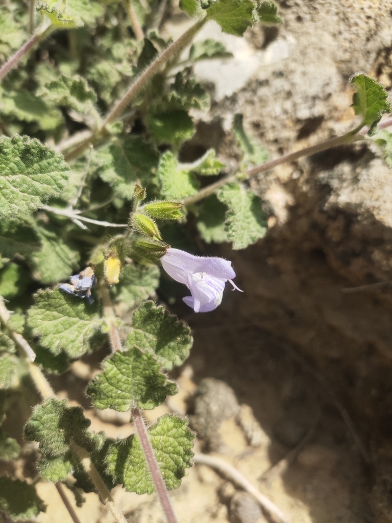 Pashtun Sage