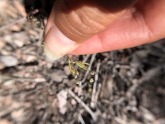 Apiastrum angustifolium
