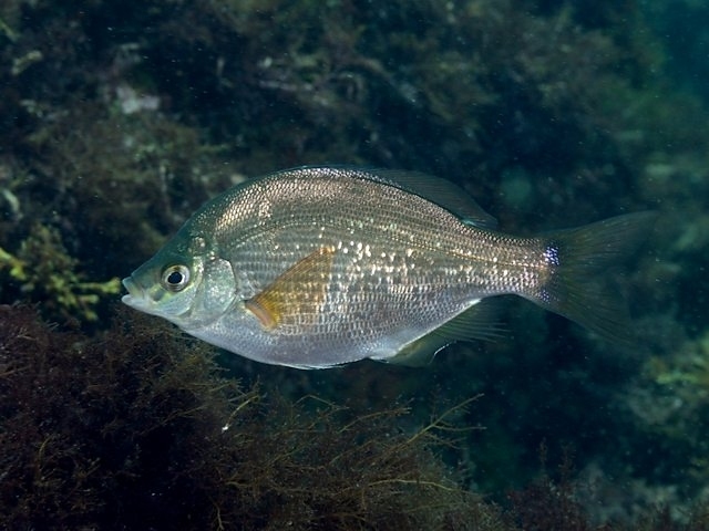 Temminck's Surfperch
